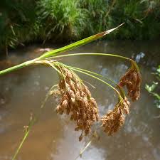 Image result for Scirpus pendulus