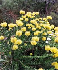 Image result for Leucospermum