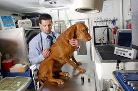 Get the best pet supplies online and in store! Pot For Pets Vets Recommend Medical Marijuana For Animals In Pain Health Fitness Missoulian Com