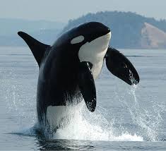 pin on orcinus orca