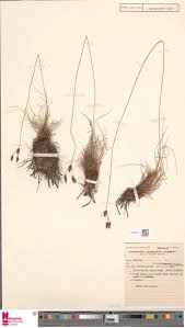 Image result for Pteleopsis anisoptera