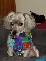 Read more about how you can help. Pets For Adoption At St Louis Senior Dog Project In Saint Louis Mo Petfinder
