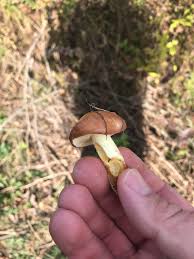 For any one who curious to know any mushroom around, this is a professional mushroom identification app. Se Michigan Mushroom Id Help Mycology