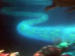 We did not find results for: East Australian Current Pants Off