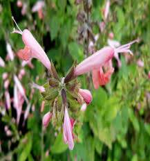 40+ the hummingbird coral nymph is a perennial in warmer climates and an annual where winter temperatures stay below freezing for more than a few hours at a time. Salvia Coccinea Coral Nymph Texas Hummingbird Sage 5 Seeds Fresh Rare Seeds At Buyrareseeds Com