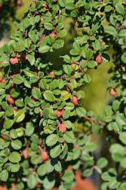 Image result for Cotoneaster microphyllus