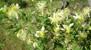 Image result for Clematis brachiata