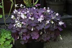 Jardin des plantes jardins de pan jardinier paysagiste a st. Oxalis Pourpre Oxalis Triangularis Entretien Arrosage Rempotage