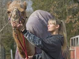 His ride got stuck in the weather and decided it was best for him to go home. Q A With Einstein The Snow Camel The Star Of Last Week S Snowstorm The Morning Call