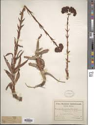 Image result for Crassula alticola