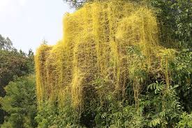 Image result for Cuscuta australis