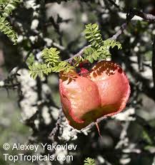 Image result for Erythrophysa