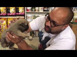 $0.17 for an ounce of organic yogurt. Pet Feeding How Much Quantity Food Yogurt Curd Buttermilk Give To Puppy Dog Bhola Shola Youtube