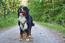 A female dog nursing newborn puppies. Bernese Mountain Dog Size And Weight Adults And Puppies Bernese Love