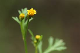 Image result for Chrysanthellum indicum