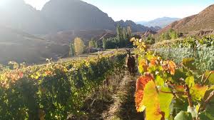 Located off rancho california road in the heart of temecula's wine valley is beautiful monte de oro winery (19). Twenty Years That Transformed The Argentine Wine Industry Oct 2020 Vinous Explore All Things Wine