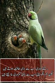 Birds Chirping In The Morning Islam Pin By Asma On Dpzz Urdu Words Hadith Quotes Unique Quotes