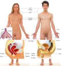 One of the most important things that you will need to talk about will be where on your body the problem is located. Erogenous Zone Wikipedia