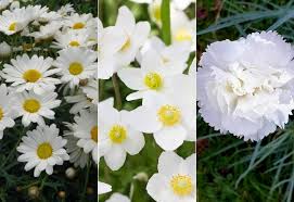 It appreciates room to spread out, and you may find it needs dividing after a couple of years. 15 Best White Perennial Flowers For Your Garden Gardening Chores