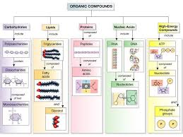Honors Biology Macromolecules Diagram Quizlet