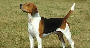 Sitting on the green grass. English Foxhound Dog Breed Profile Petfinder