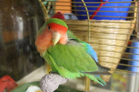 Peaches are among our favorite lovebirds. Peach Faced Lovebirds Facts Pet Care Temperament Price Pictures