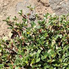 In a small bowl, mix the vinegar, salt, pepper and the sugar. Purslane Pigweed Portulaca Oleracea Complex Weeds Of Melbourne