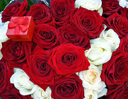 Maybe you would like to learn more about one of these? Hd Wallpaper Red And White Roses Flowers Bouquet Box Offer Rose Flower Wallpaper Flare
