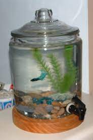 Self Cleaning 2 Gallon Betta Tank Pet Fish Betta Fish Tank Beta Fish Tank