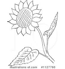 Continuous Line Illustration Google Search Flower Drawing Sunflower Coloring Pages Sunflower Drawing
