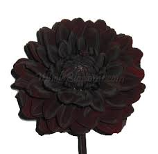 Where history lives & nature thrives. Dahlia Dahlia Flower Dahlias For Sale Red Dahlia Wholesale Flowers