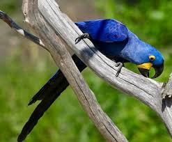 Parc Des Oiseaux L Ara Hyacinthe Amerique Du Sud Bresil Bolivie Paraguay Principalement Ara Hyacinthe Parc Des Oiseaux Amerique Du Sud