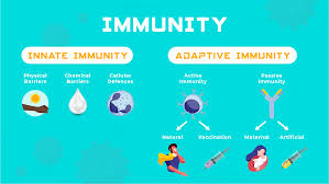 Innate Vs Adaptive Immunity Technology Networks