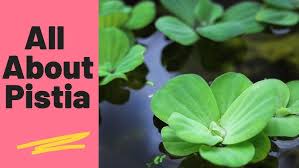 Image result for Pistia