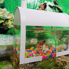 Salah satu jenis wadah yang biasa digunakan untuk memelihara jenis ikan hias air tawar maupun ikan hias air laut. Jual Aquarium Mini Unik Cupang Krusty Crab Spongebob Kota Bandung Mini Unik Tokopedia