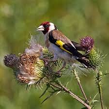 Image result for Cirsium  buchwaldii