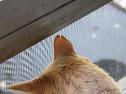 Feral cat ear notching | bad cat chris. Feral Cat Ear Notching Bad Cat Chris