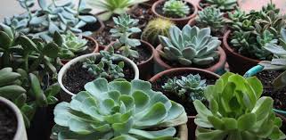 1632 x 1224 jpeg 489 кб. How To Grow Succulents In Artificial Light Needles Leaves