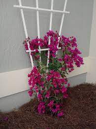 Get free shipping on qualified bougainvillea products or buy online pick up in store today. How To Grow And Care For Bougainvillea Dengarden