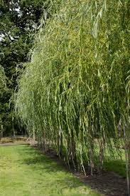 Najpospolitszą sadzoną w kraju wierzbą płaczącą jest wierzba żałobna 4 'chrysocoma' ( salix × sepulcralis simonk. Trauerweide Salix Alba Tristis Malerisch Schone Hange Weide Gve Garten Von Ehren