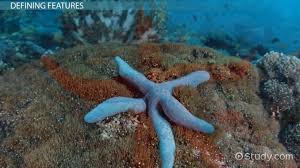 Phylum Echinodermata Definition Characteristics Examples