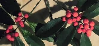 Image result for Symphonia globulifera