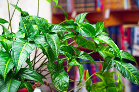 Image result for Syngonium