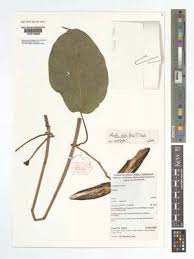 Image result for Mondia ecornuta