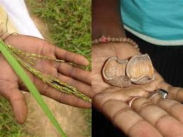 Image result for Sporobolus mildbraedii