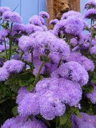 Ageratum Houstonianum Blue Horizon Blooms Spring To Early Winter Attracts Butterflies Beautiful Flowers Annual Flowers Flower Garden