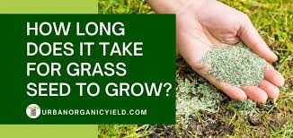 The seed may have failed to germinate. How Long Does It Take For Grass Seed To Grow Urbanorganicyield Com