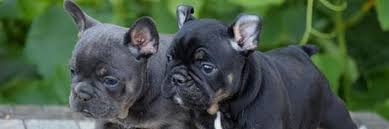 Their short snout, stocky and powerful stance, and relaxed personalities make bulldogs easily recognized by all. Best Boy French Bulldog Names Their Meanings Little French Dog