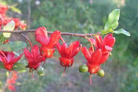 Image result for Ochna ovata