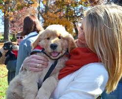 Find golden retrievers dogs and puppies for sale across australia. Veterinary College Teams Up With Saint Francis Service Dogs For New Puppy Raiser Program Virginia Tech Daily Virginia Tech
